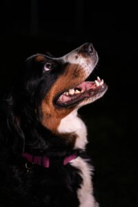 Close-up of a Bernese Mountain Dog looking upwards with curiosity and excitement.