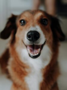 Adorable brown and white dog with a big smile, captured indoors during the day.